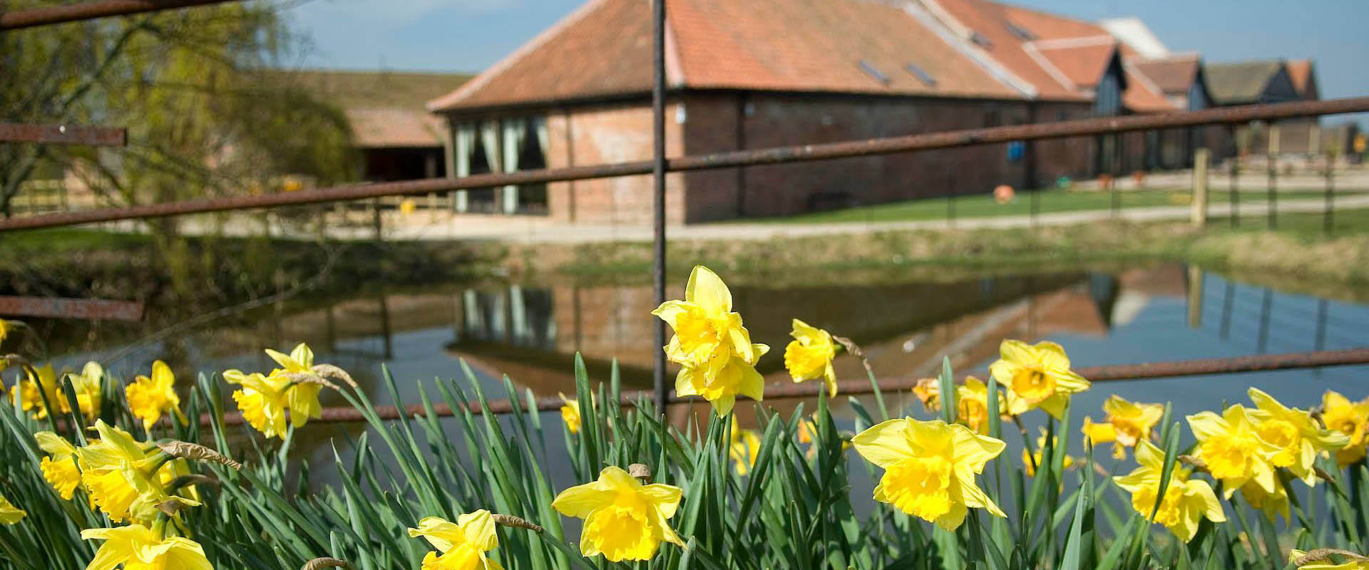 Daffodils